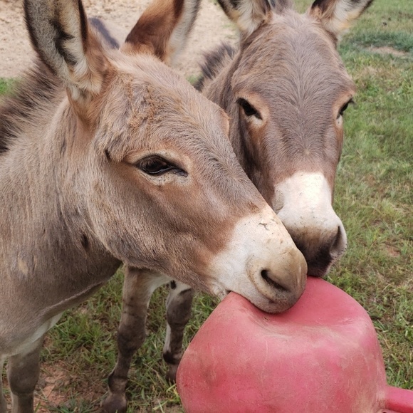 Meet your Posher, Kathy - Picture 1 of 1